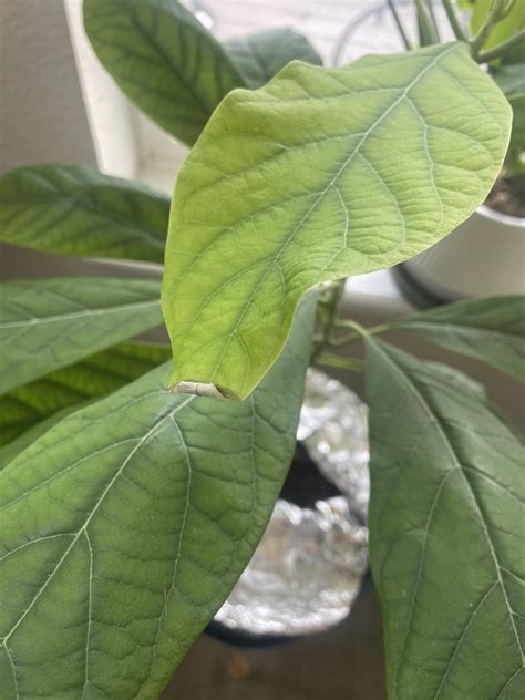 Image result for Avocado Tree Pruning