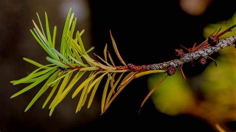 Download wallpaper 2560x1440 branch, pine needles, plant, green, macro ...