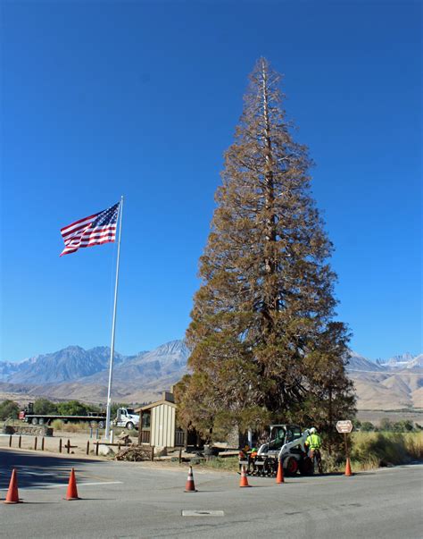 The Big Pine Giant Sequoia "Roosevelt Tree" passes into history ...