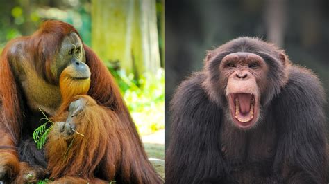 Image result for APES Crash Course