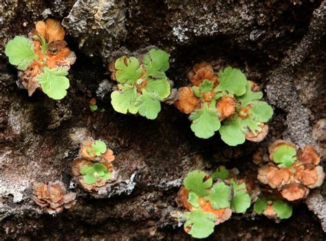 Anemia elegans (Gardner) C.Presl | Plants of the World Online | Kew Science