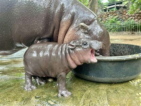 35 Facts About Pygmy Hippopotamus - Facts.net