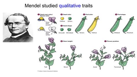 14. components of genetic variation | PPTX