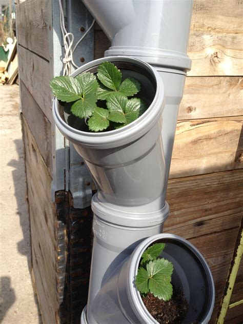 Container Strawberry Garden