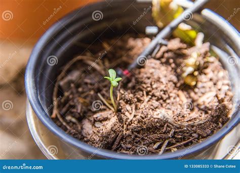 Young Cannabis Sprout, Starting Marijuana Plant, Pot Plant Stock Image ...