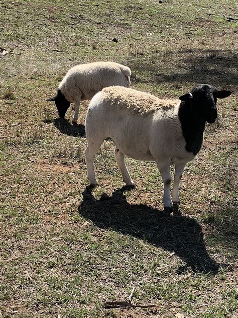 Sheep For Sale - Dorper Sheep Society Australia