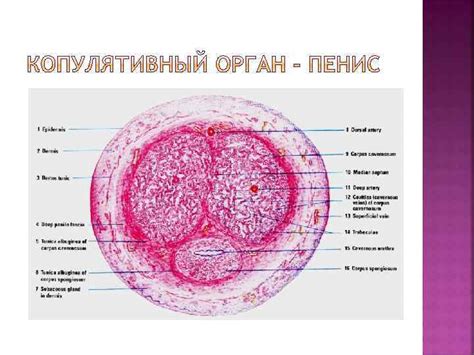 ФГБОУ ВО ИГМА асс каф гистологии к м