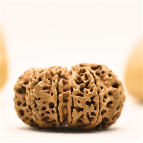 10 Mukhi Nepali Rudraksha - Super Collector – Adiyogi Rudraksh ...