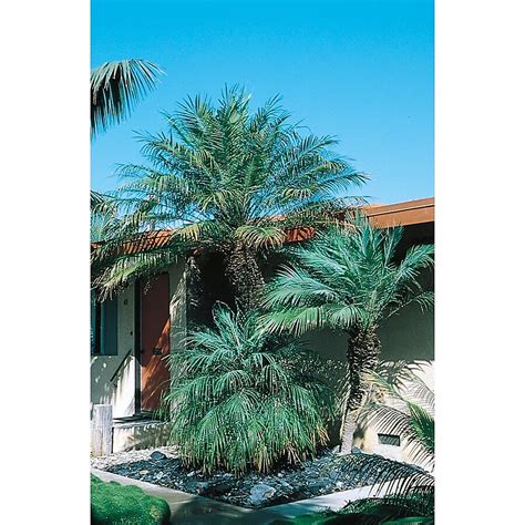 Lowe's Yellow Pygmy Date Palm Plant in in the Perennials department at ...