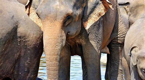 'The Essence of Sri Lanka'- 8-Days, Holiday Package Tour