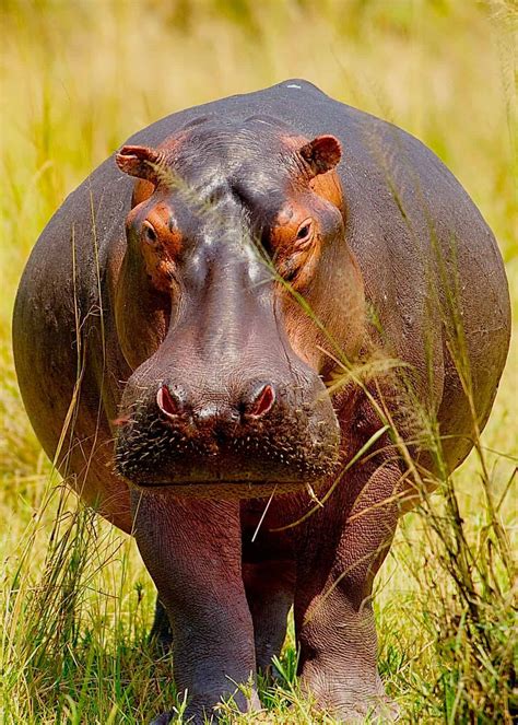 57 Huge Hippo Facts: Complete Guide to the Massive Hippopotamus | Storyteller Travel