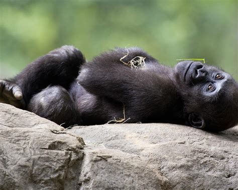 THE 30 BEST Places to Visit in Atlanta (2026) - Must-See Attractions