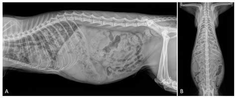 Cat Respiratory System Bronchi