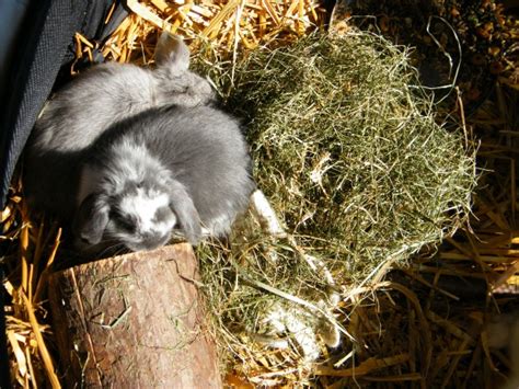 Sehr zutrauliche Teddywidder Baby suchen noch ein schönes Zuhause in ...