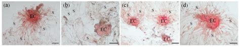 Enhancing the Cryopreservation System of Larch Embryogenic Culture by ...