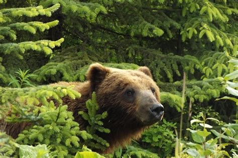 2024 Chichagof Island Tour: Brown Bear Search