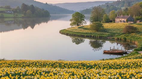 Daffodils poem: Explanation, questions and answers | William Wordsworth