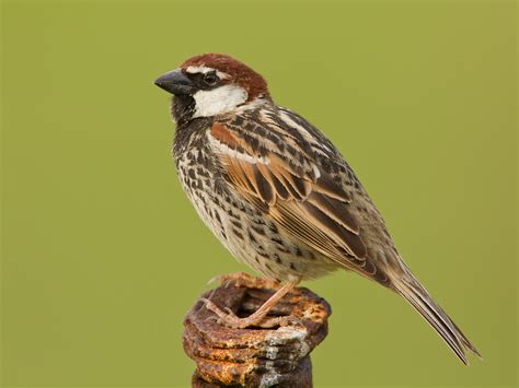 Do The Spanish Eat Sparrows at Valerie Mcadoo blog