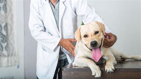 Framingham, MA Veterinary Jobs | Slade Veterinary Hospital