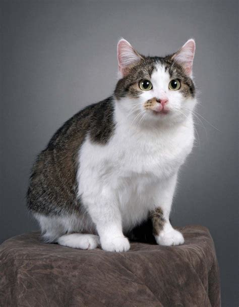CC, The First Cloned Cat | Britannica