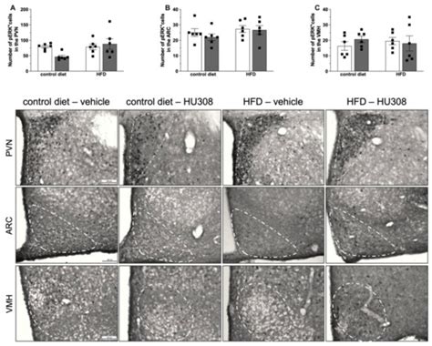 Prolonged Activation of Brain CB2 Signaling Modulates Hypothalamic ...