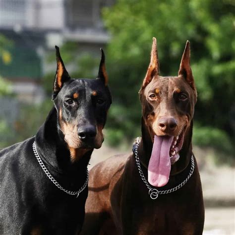 Doberman Price: How Much Does a Dobie Puppy Cost? - K9 Web
