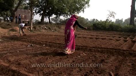 Broadcasting Planting 的图像结果