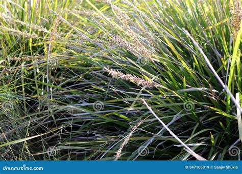 Image result for Projection Window in Computer Graphics