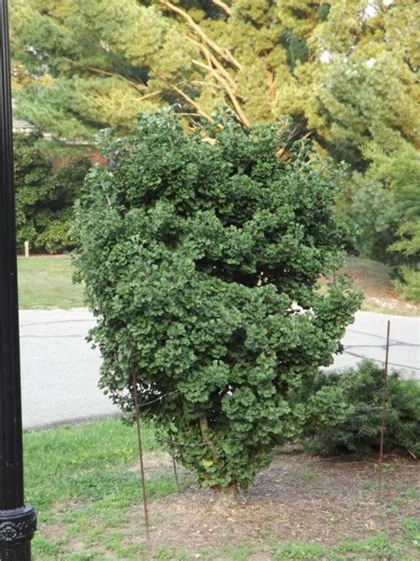 Ginkgo biloba (Spring Grove sport selection) - ginkgo [Spring Grove ...