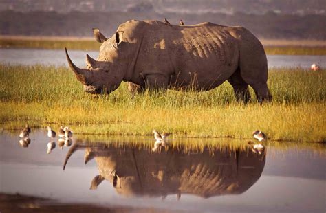 Rhinoceros: Habitat, Behavior, and Diet