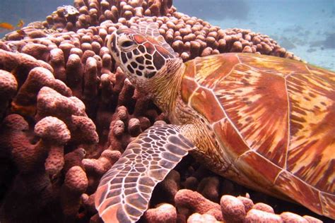 Natural Environment 的图像结果