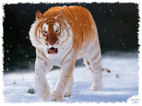 Golden Tabby Tiger Aesthetic : Golden tigers also tend to be larger and ...