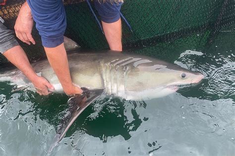 State Tracking Great White Sharks off Cape Cod