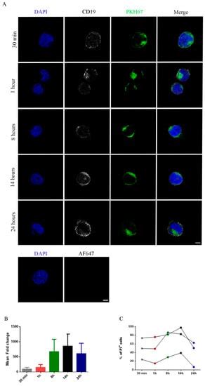 Characterization of Human NK Cell-Derived Exosomes: Role of DNAM1 ...