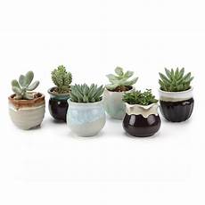 vasi per cactus 6 mini pots 2 5 inch ceramic plant cactus flower container vasi per cactus 6 mini pots 2 5 inch ceramic plant cactus flower container