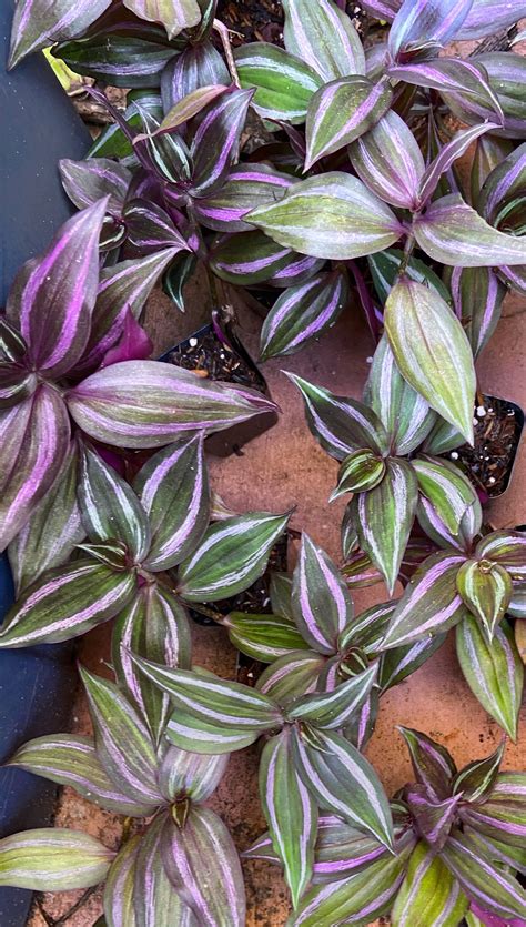 Purple & Silver Tradescantia Zebrina Fast Growing, Trailing Plant. Wish ...