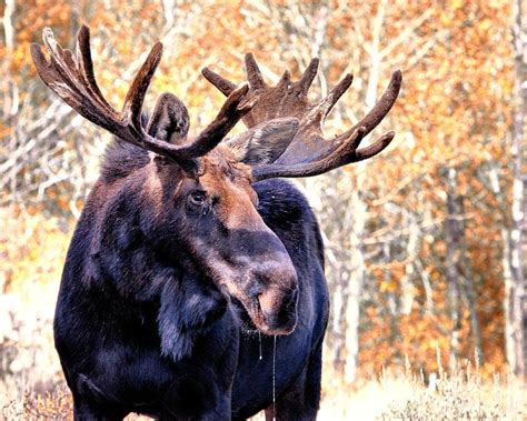 Moose Craft Mods 的图像结果