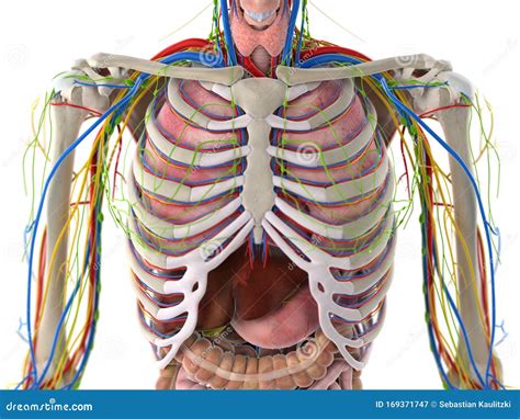 Anatomy Of The Thorax Thoracic Key