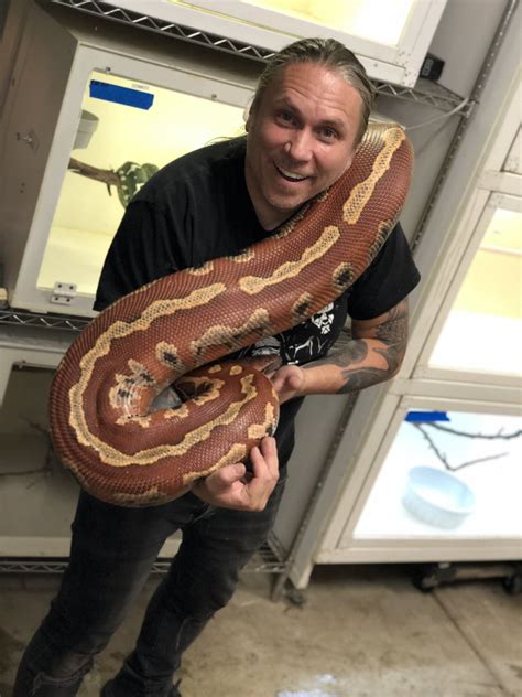 Largest Blood Python 的图像结果