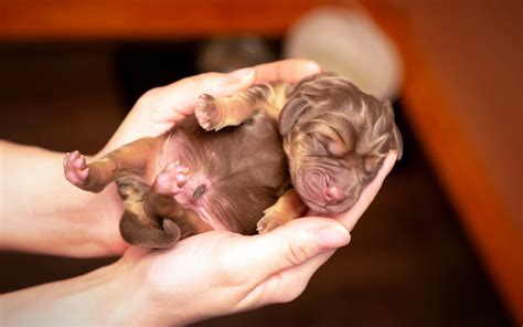 Tiny Hearts, Big Responsibilities: A Guide To Newborn Puppy Care