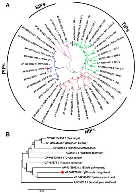Functional Characterization of Date Palm Aquaporin Gene PdPIP1;2 ...