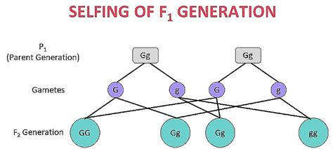 Class 10 Science Chapter 8 Previous Year Questions - Heredity and Evolution