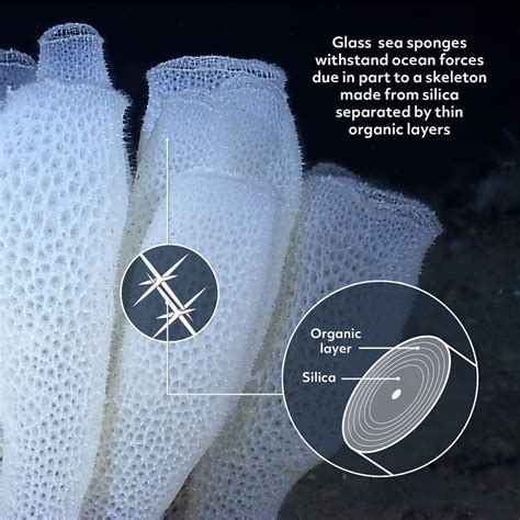 Biomimicry Institute on Instagram: "THE GLASS SPONGES OF THE SEA The ...