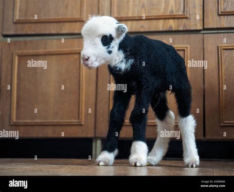 Unique lamb - a hybrid of sheep and goat bred in Russia Stock Photo - Alamy