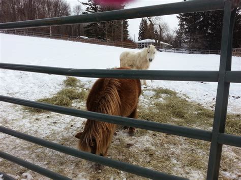 BLUE CHIP FARM ANIMAL REFUGE - Dallas PA - Hours, Directions, Reviews ...