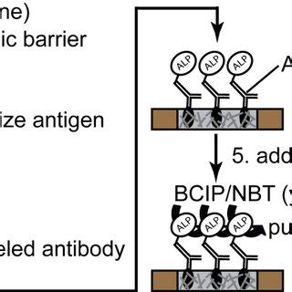 Image result for Elisa Protocol Ind Application