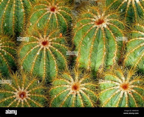 Cactus plural hi-res stock photography and images - Alamy