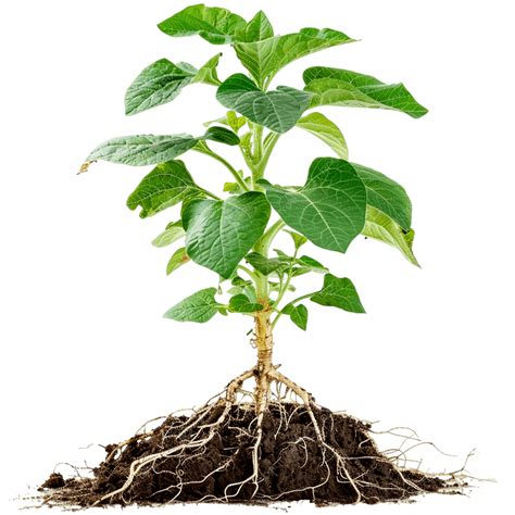Plant Roots In Soil Master Your Soil