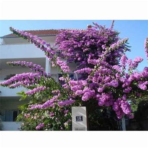 Bougainvilleas Plants - Jakirana Flower Plant Service Provider from ...
