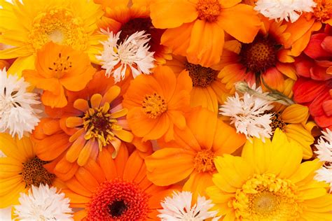 Flowers Yellow Orange Background at Laci Briggs blog